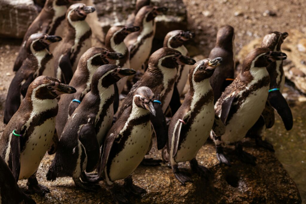 Group of Penguins