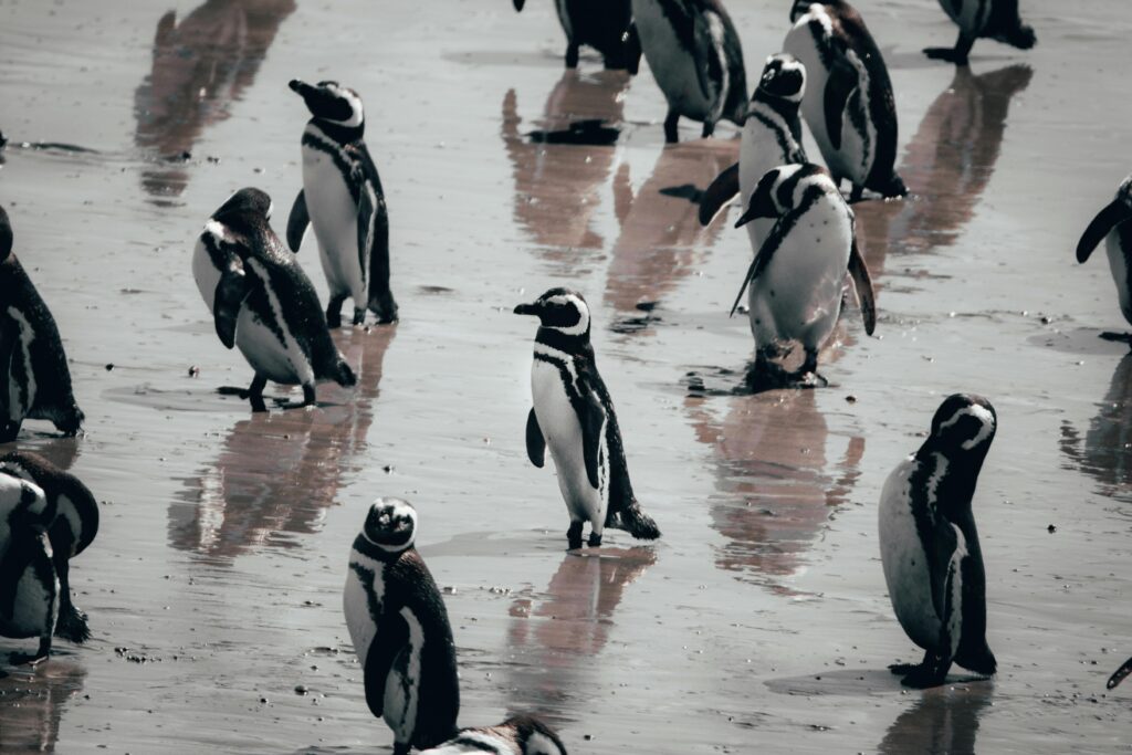 Group of Penguins